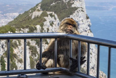 Cat sitting on railing against mountain in zoo