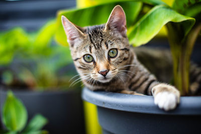 Close-up portrait of a cat