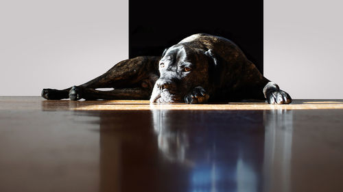 Close-up of dog relaxing at home