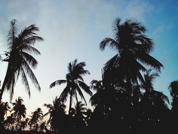 Low angle view of palm trees against sky