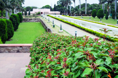 View of flowering plants in park