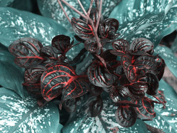High angle view of plant