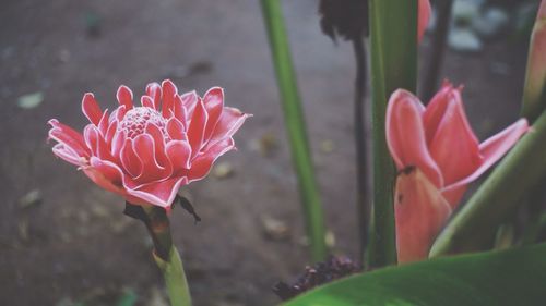 Close-up of pink flower