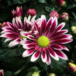 Close-up of pink flower