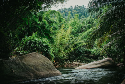 Scenic view of waterfall in forest