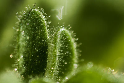 Close-up of water drops on plant