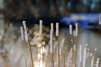 Close-up of frozen plants on field