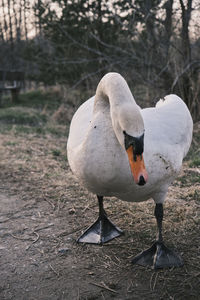 Close-up of swan perching on a field