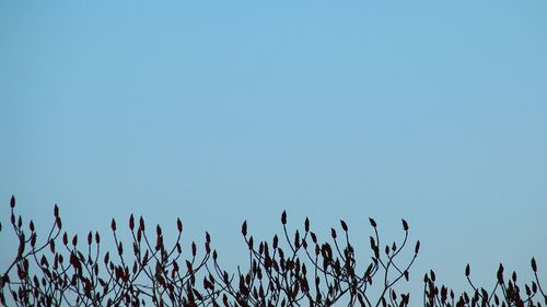 Plants against clear blue sky