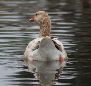 Close-up of duck swimming in lake