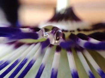 Close-up of purple flower blooming outdoors