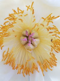 Close-up of yellow flower against white background