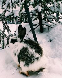 Horse in winter