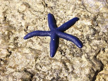 High angle view of starfish on beach