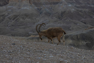 View of animals walking on land