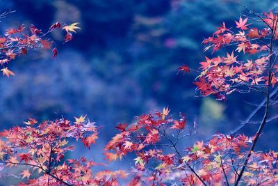 Low angle view of tree against sky