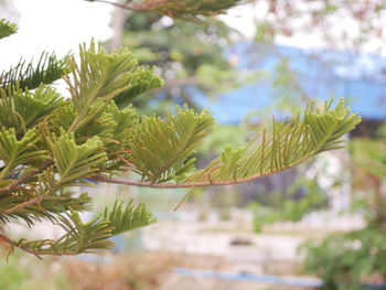 Close-up of pine tree branch