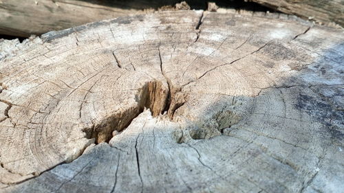 Close-up of tree stump