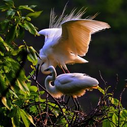 Bird in water