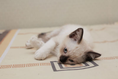 Close-up of a cat lying down