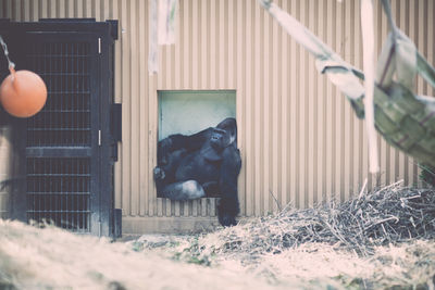 Gorilla resting in zoo