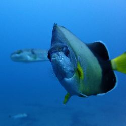 Close-up of fish underwater