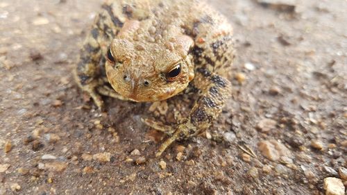 High angle view of lizard