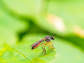 Close-up of insect on plant