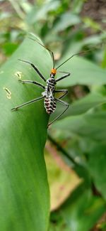 Close-up of insect on leaf