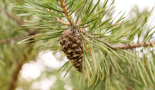 Close-up of pine cone on tree