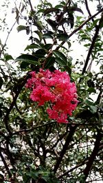 Low angle view of pink flowers blooming on tree