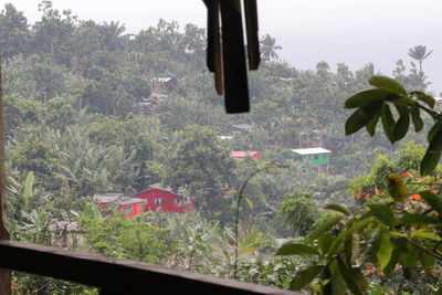 Flowering plants and trees seen through window