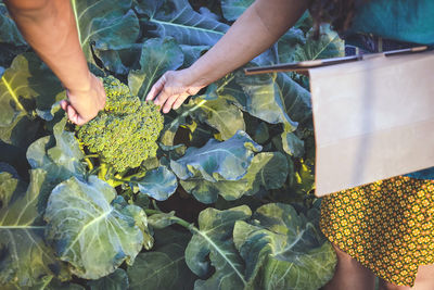 Midsection of woman holding vegetables