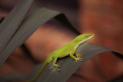 Close-up of lizard