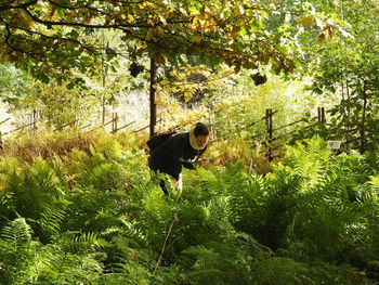 View of a dog in the forest