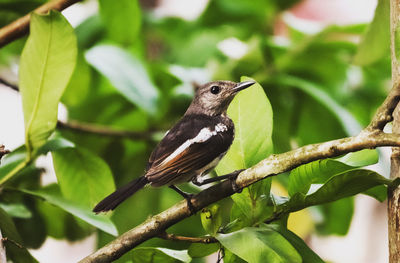 Low angle view of bird perching on branch