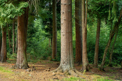 Trees in forest