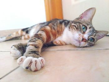 Close-up portrait of cat resting on floor