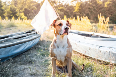 A dog sits in front of canoe boats in beautiful evening light. active rest with domestic pets