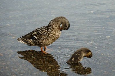 Mallard duck and duckling preening in lake