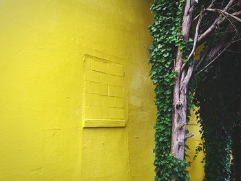 Trees growing by yellow wall