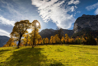 Trees on field against sky