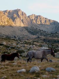 Horses standing on mountain against sky