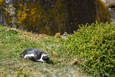 View of a rabbit on field