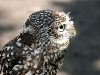 Little owl in close up profile