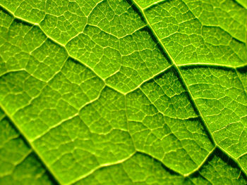 Green leaf structure