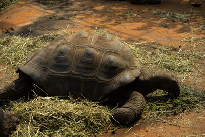 Close-up of a turtle on field