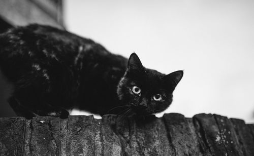 Close-up portrait of cat