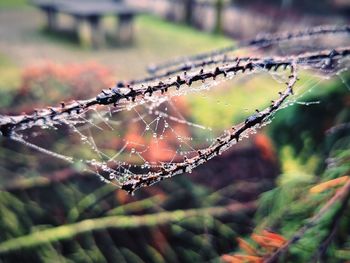 Close-up of spider on web