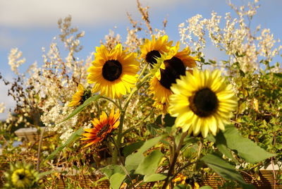 Close-up of sunflower blooming in field